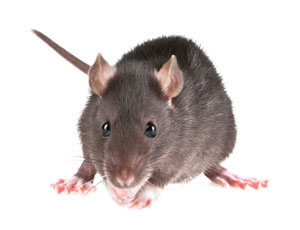 How to Get Rid of Mice - Eliminate Relentless Rodents From Your Home