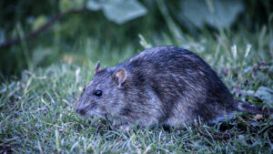 Rodents are a problem in Seattle area homes and businesses. American Crawl Space can help with rodent exclusion services.