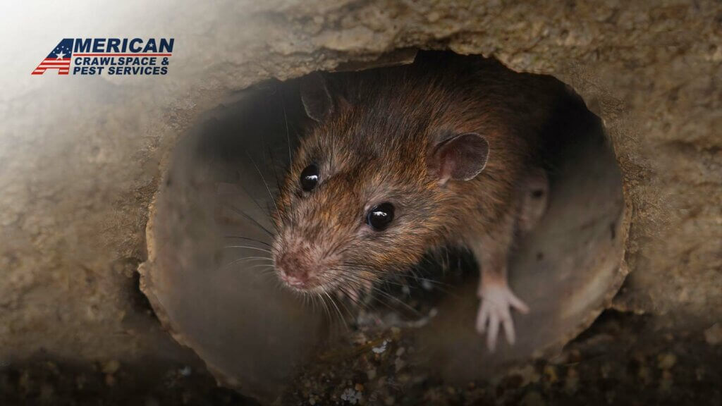 A Rat's Quest for Winter Nests - in Your Home - American Crawlspaces - Seattle, WA